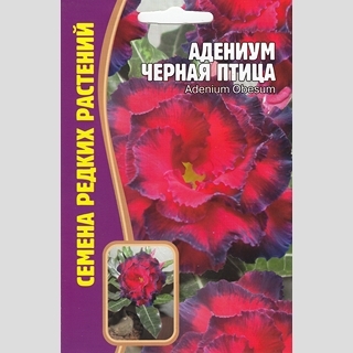Адениум Черная Птица (тучный) (большой пакет)
