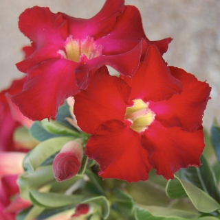 Адениум Аленький Цветочек (тучный) (большой пакет)