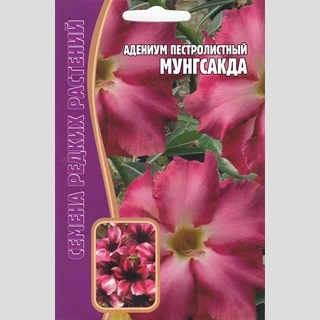 Адениум Мунгсагда (тучный) (большой пакет)