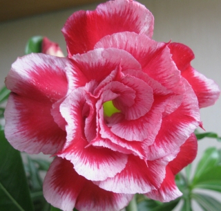 Адениум Розовая Мечта (тучный) (большой пакет)