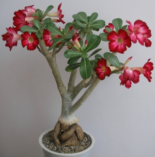 Адениум Аленький Цветочек (тучный) (большой пакет)