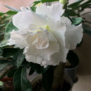 Адениум Белоснежка (тучный)