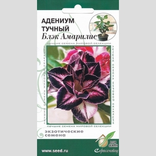 Адениум Блэк Амарилис (тучный)