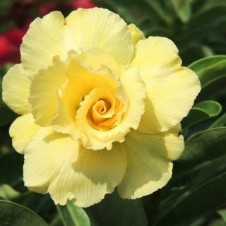 Адениум Канарейка (тучный)