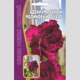 Адениум Малиновый Десерт (тучный) (большой пакет)