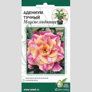Адениум Мармеладница (тучный)