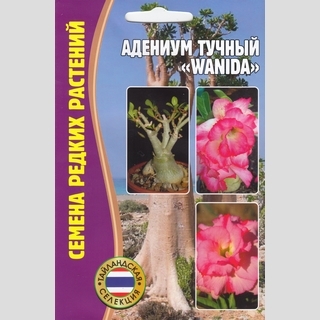 Адениум Wanida (тучный) (большой пакет)