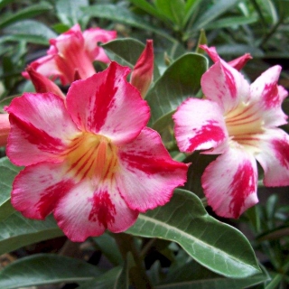 Адениум Улыбка Милой Девушки 3185 (тучный) (большой пакет)