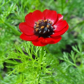 Адонис Красная кровь