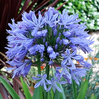 Агапантус Синий Зонтик (восточный)