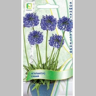 Агапантус Синий