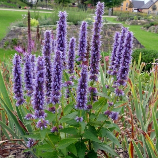 Агастахе Виват Синий (гибридный)