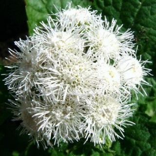 Агератум Белый шар