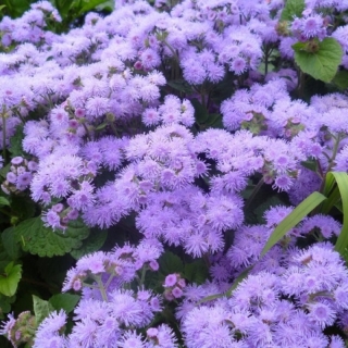 Агератум Кона F1 Блю (мексиканский)