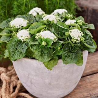 Агератум Кона F1 Вайт (мексиканский)