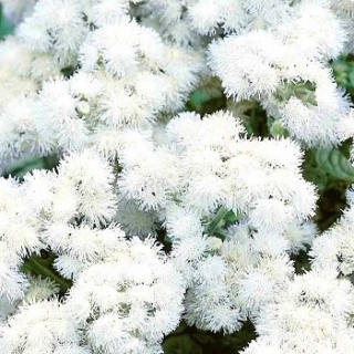 Агератум Мексиканский белый