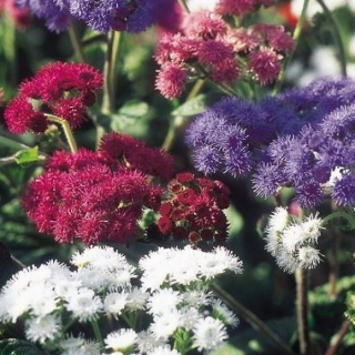 Агератум Торжество смесь