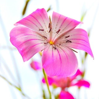 Агростемма Аврора (изящная)