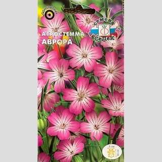 Агростемма Аврора (изящная)