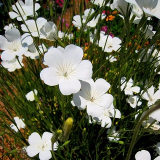 Агростемма Белоснежка