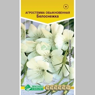 Агростемма Белоснежка