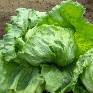 Салат Айсберг Русский размер