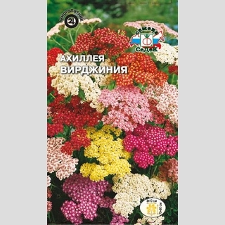 Ахиллея Вирджиния смесь (тысячелистник)
