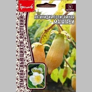 Актинидия полигамная Мататаби (большой пакет)