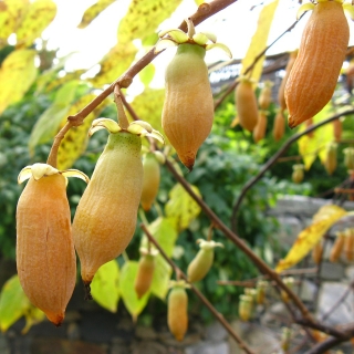 Актинидия полигамная Мататаби (большой пакет)