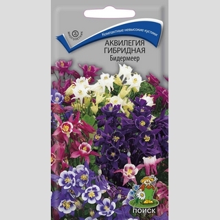 Аквилегия Бидермеер (гибридная)