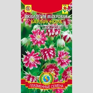 Аквилегия Барлоу Нора махровая