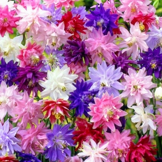 Аквилегия махровая смесь