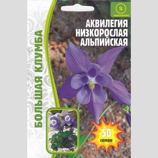 Аквилегия низкорослая Альпийская