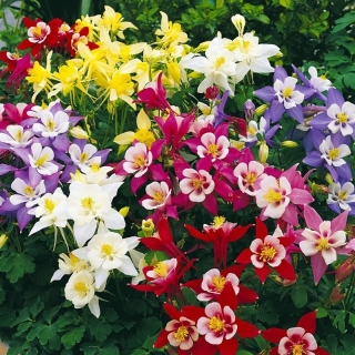 Аквилегия обыкновенная Смесь окрасок