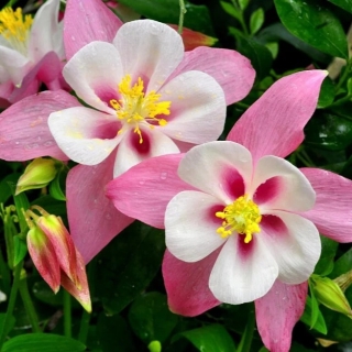 Аквилегия Примавера Роуз энд вайт