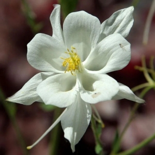 Аквилегия Примавера Вайт