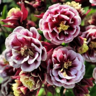 Аквилегия Винки Дабл Ред Вайт