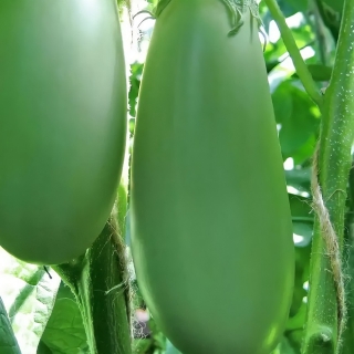 Баклажан Аленка (Зеленый)