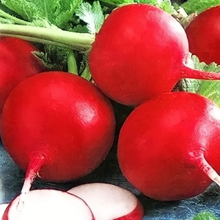 Редис Алешкина Любовь