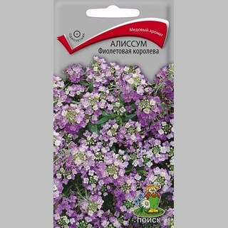 Алиссум Фиолетовая королева