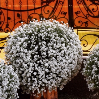 Алиссум Хрустальный звон