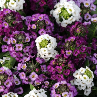 Алиссум Клеа кристал смесь