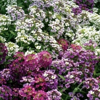 Алиссум Мэджик Циклес микс