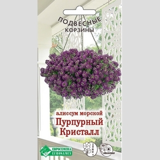 Алиссум Пурпурный Кристалл (морской)