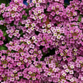Алиссум Розовая королева