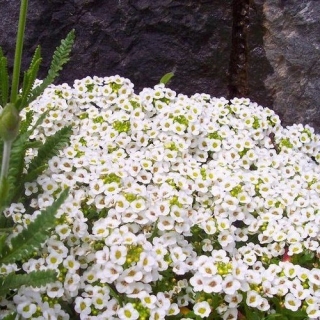 Алиссум Снежный ковёр