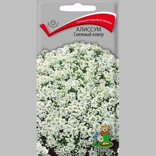 Алиссум Снежный ковёр