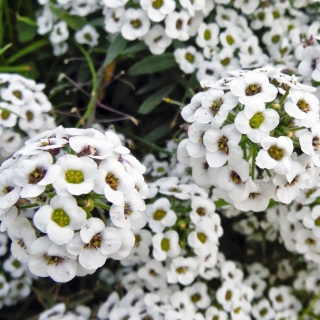 Алиссум Белое море