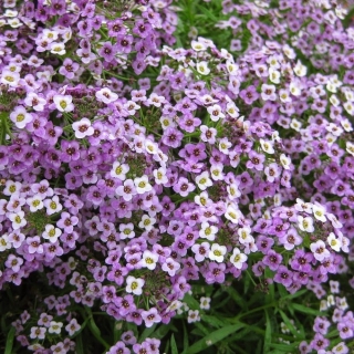 Алиссум Фиолетовая королева