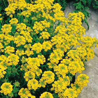 Алиссум Золотые холмы горный